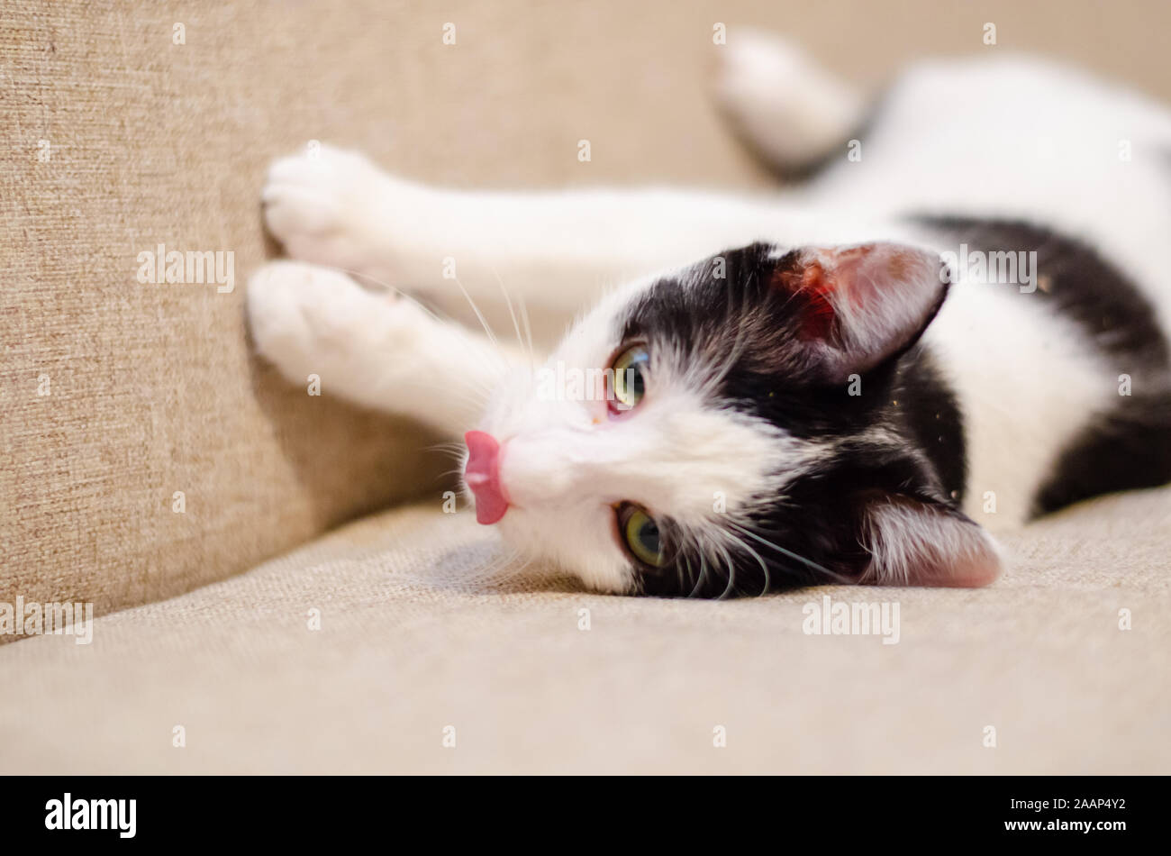 Bicolor cat on catnip licking her nose and watching closely Stock Photo