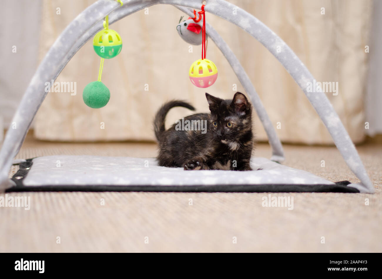Cute tortie kitten playing on her playground Stock Photo