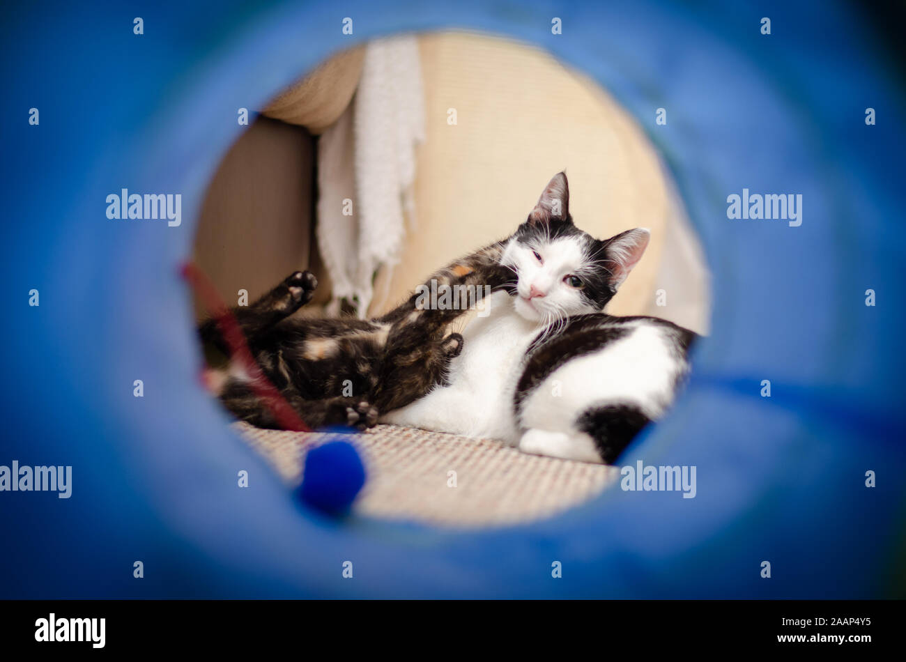 Tortie kitten playing with her bicolor cat sister Stock Photo