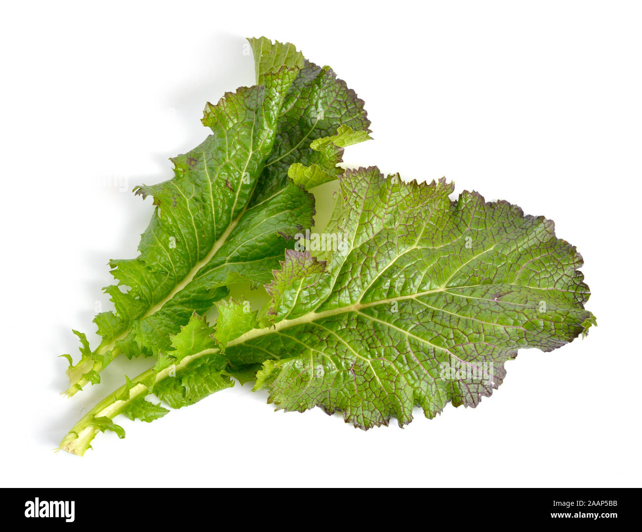 Mustard leaf. Hybrid for salads. Isolated on white background Stock