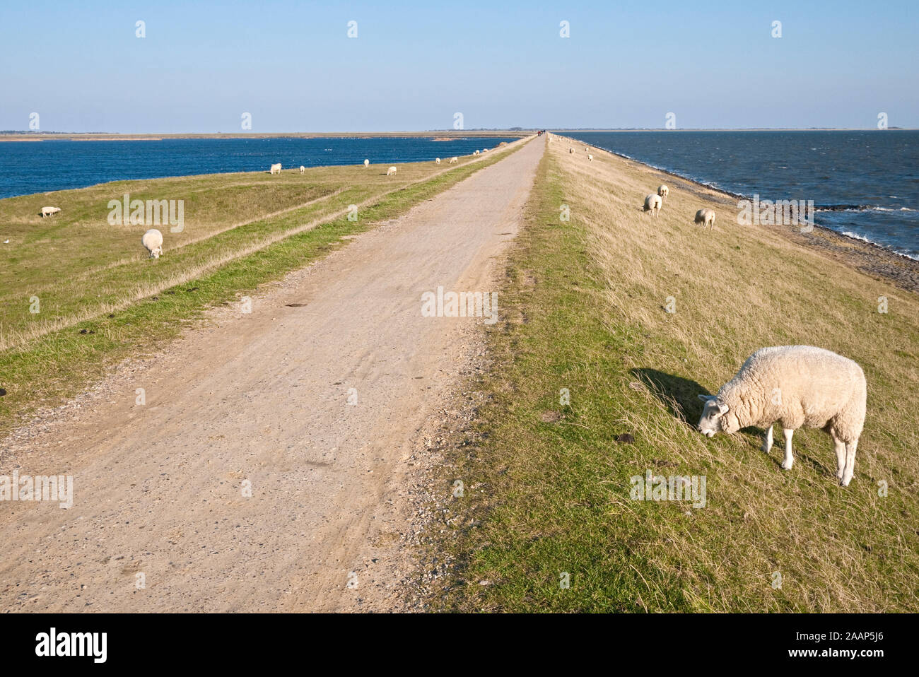 Schafe weiden an dem Naturschutzgebiet Rantum Becken Stock Photo
