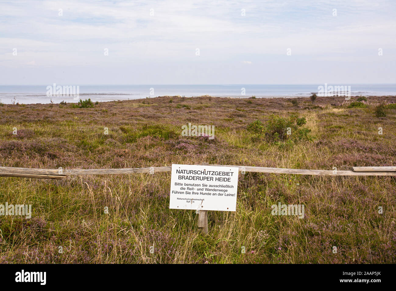 Naturschutzgebiet Braderuper Heide am Wattenmeer auf Sylt Stock Photo