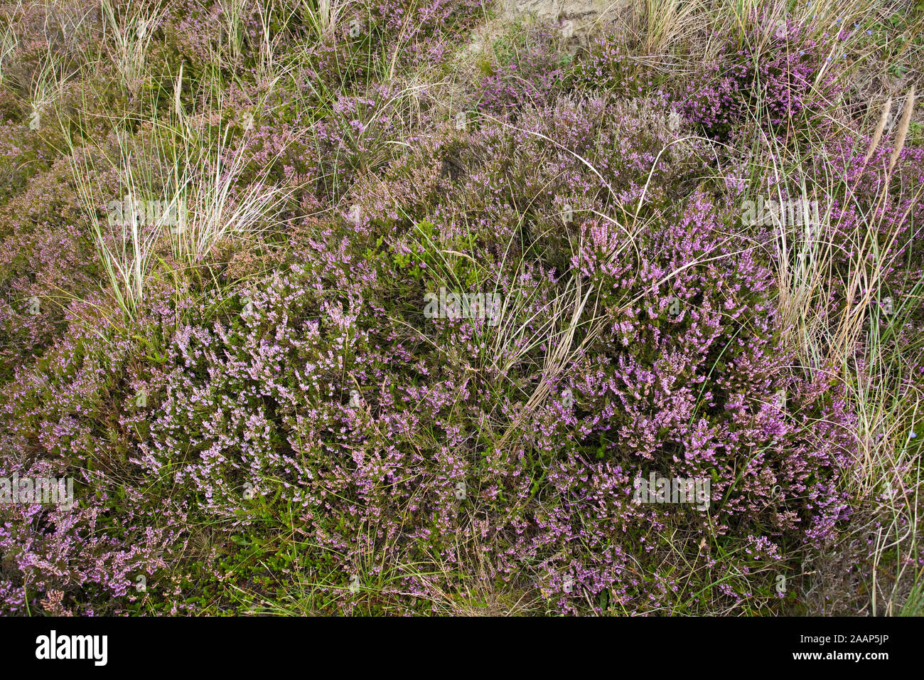 Blühende Heide im Naturschutzgebiet Braderuper Heide am Wattenmeer auf Sylt Stock Photo