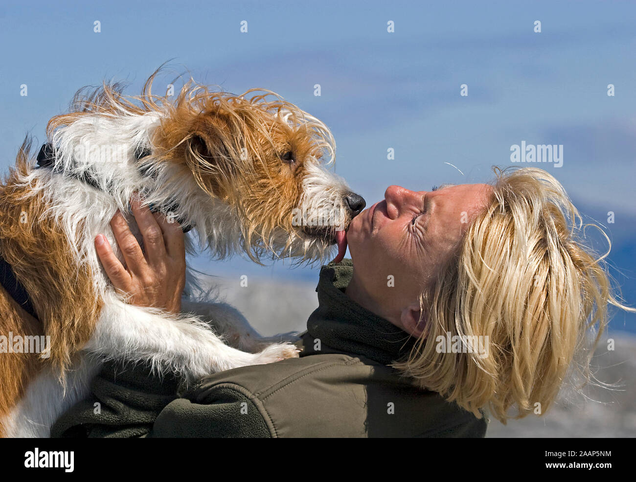 Amogo der KROMFOHRLAENDER Ruede Der Kromfohrlaender ist eine der juengsten deutschen Hunderassenund seit 1955 international anerkannt Stock Photo