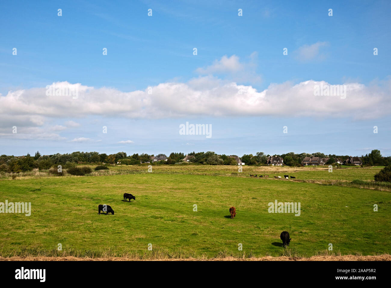 Rinder auf landwirtschaftlich genutzten Flaechen bei Morsum auf Sylt Stock Photo