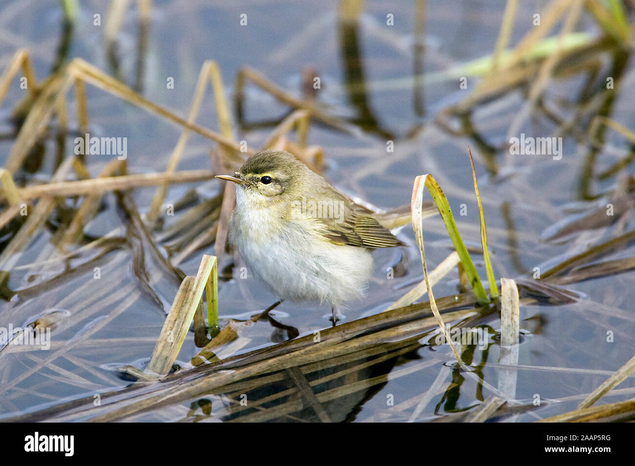 Fitis sucht Nahrung Stock Photo