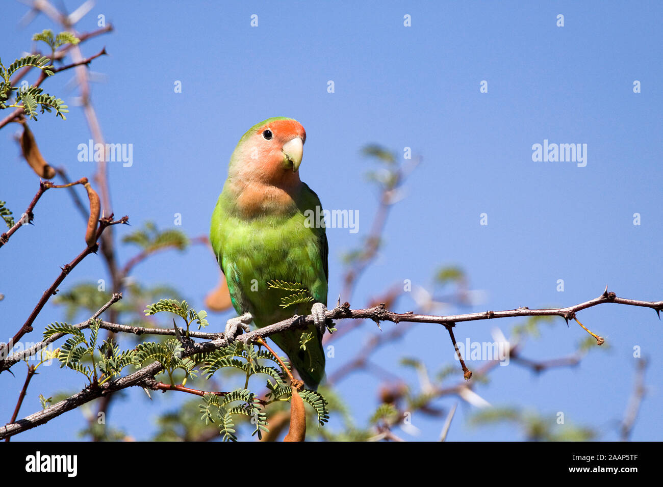Rosenkoepfchen | Agapornis roseicollis - Peach faced Lovebird Rosenkoepfchen am Ast Roys Camp, Namibia Stock Photo