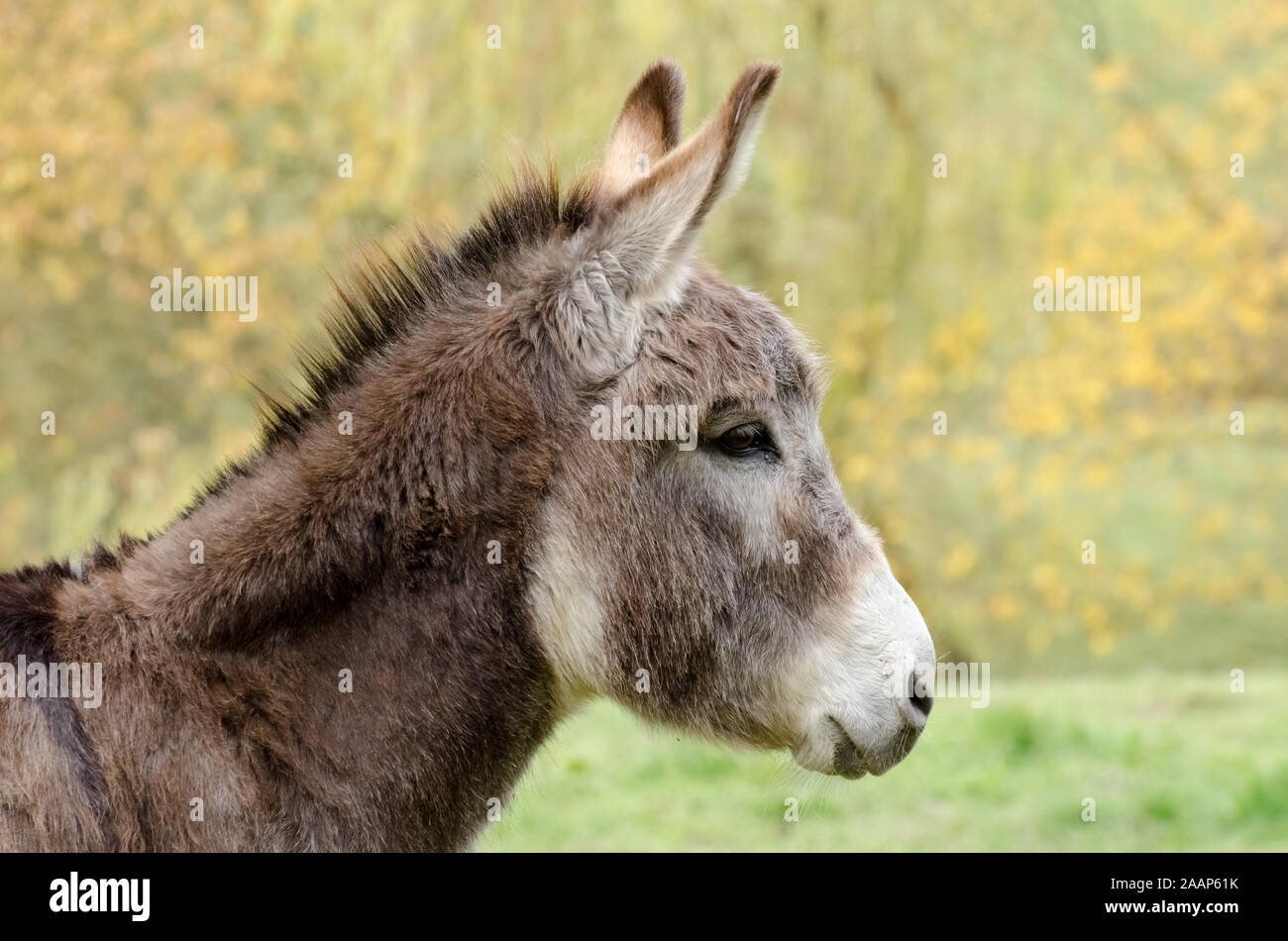 Equus africanus asinus, domestic donkey on a pasture in the countryside Stock Photo