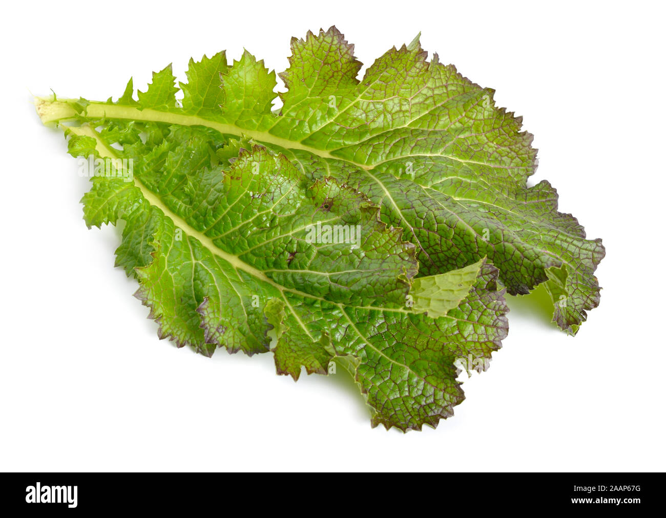 Mustard leaf. Hybrid for salads. Isolated on white background Stock Photo