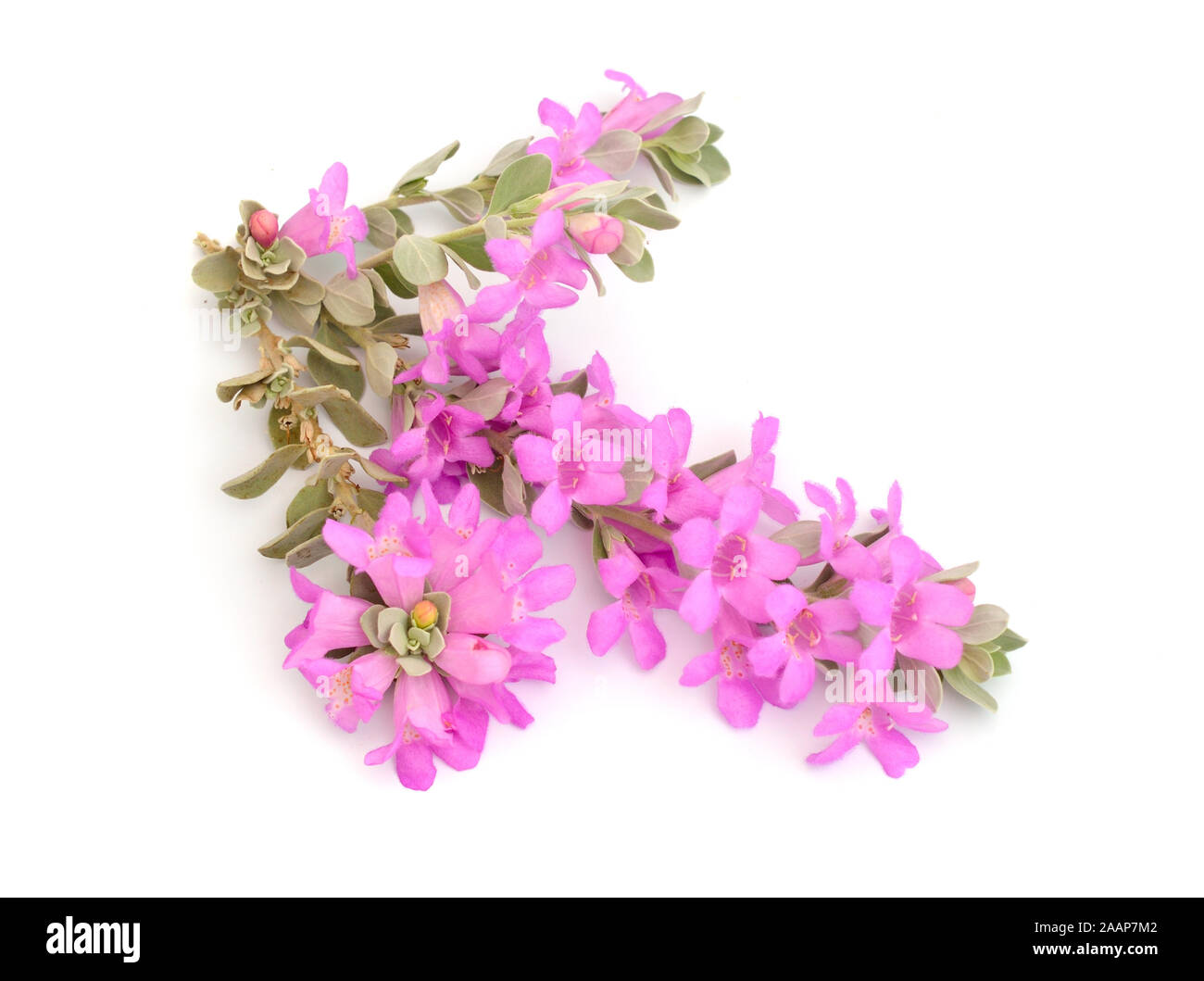 Leucophyllum frutescens also called Texas Ranger, Texas rain sage, cenizo. Isolated. Stock Photo