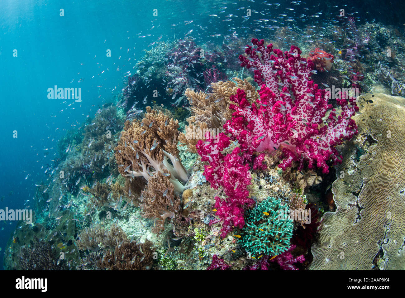 An Amazing Coral Reef Thrives In The Shallows Of Raja Ampat Indonesia An Amazing Coral Reef Thrives In The Shallows Of Raja Ampat Indonesia