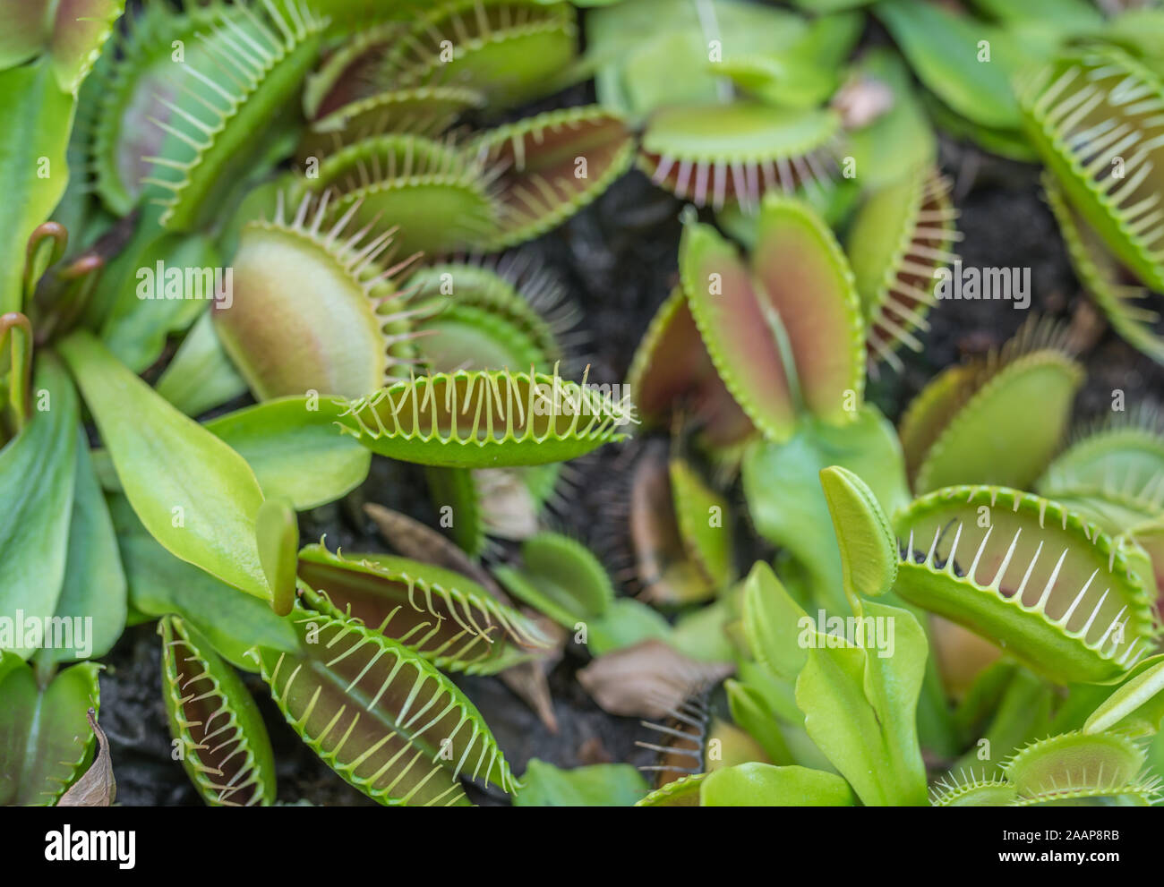 Carnivore plants Venus Flytrap panoramic view. Multiple spiky traps on the leaves of a green and red Venus fly trap. Insect trapping and eating plant. Stock Photo