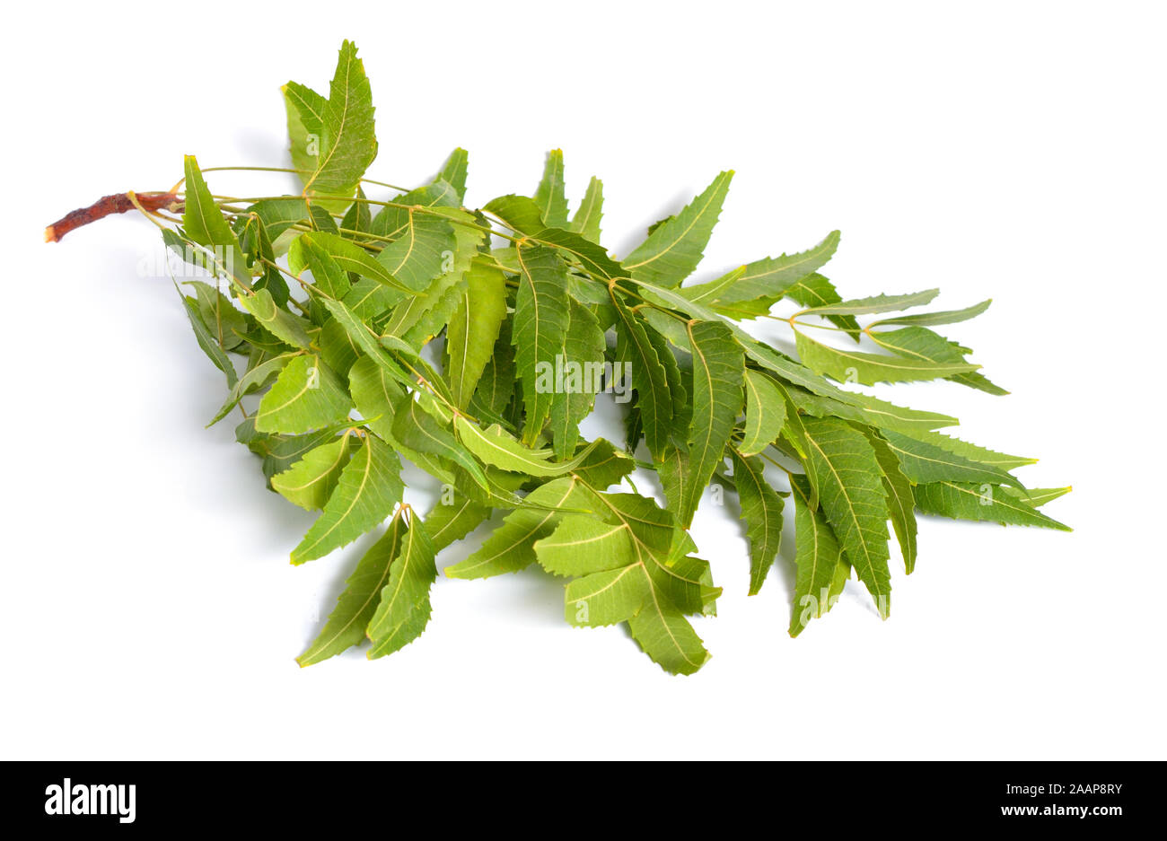 Azadirachta indica, commonly known as neem, nimtree or Indian lilac. Fruit with leaves. Isolated Stock Photo