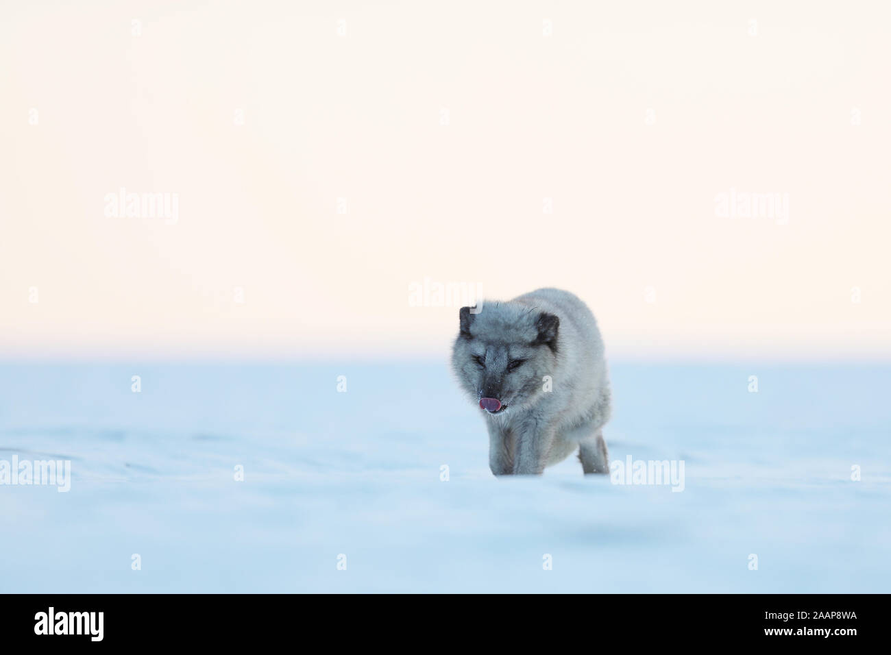 White polar fox walk - Wildlife scene from Arctic nature - Vulpes lagopus Stock Photo