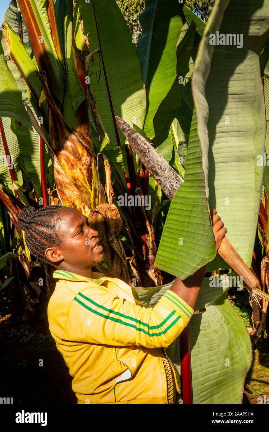 Eth363Ethiopia, Rift Valley, Gamo Gofo Omo, Arba Minch, Dorze village, woman cutting leaf of false banana plant, to make banana bread for tourists Stock Photo