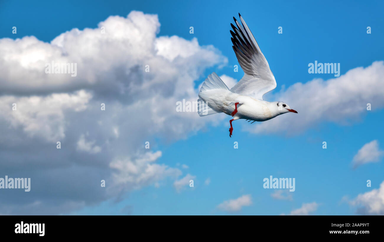 Seagull in flight in Izmir, Turkey Stock Photo