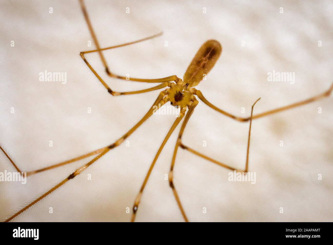 Pholcidae or Daddy long led spider, macro picture hanging on the ceiling in your house Stock Photo