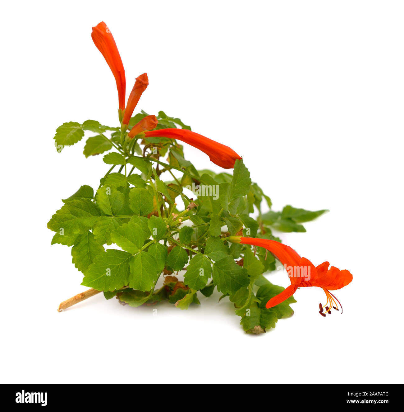 Tecoma capensis, common name Cape honeysuckle. Isolated on white Stock Photo
