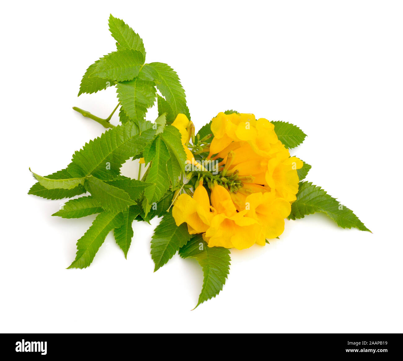 Ginger Thomas Flower Hires Stock Photography And Images, 48 OFF