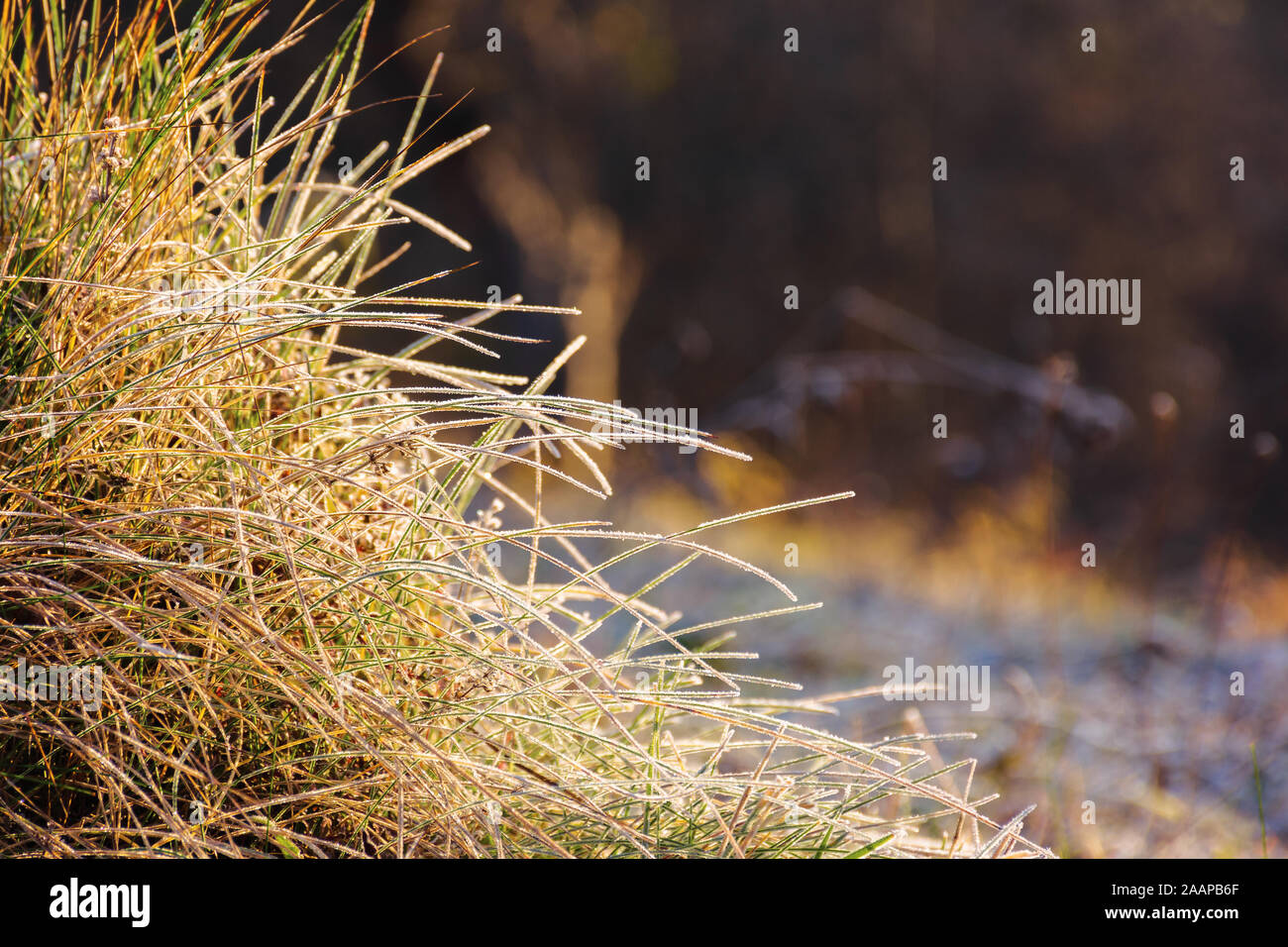 plants and grass in hoarfrost. glittering in sunlight scenery. sunny morning in countryside. beautiful close up nature background. Stock Photo