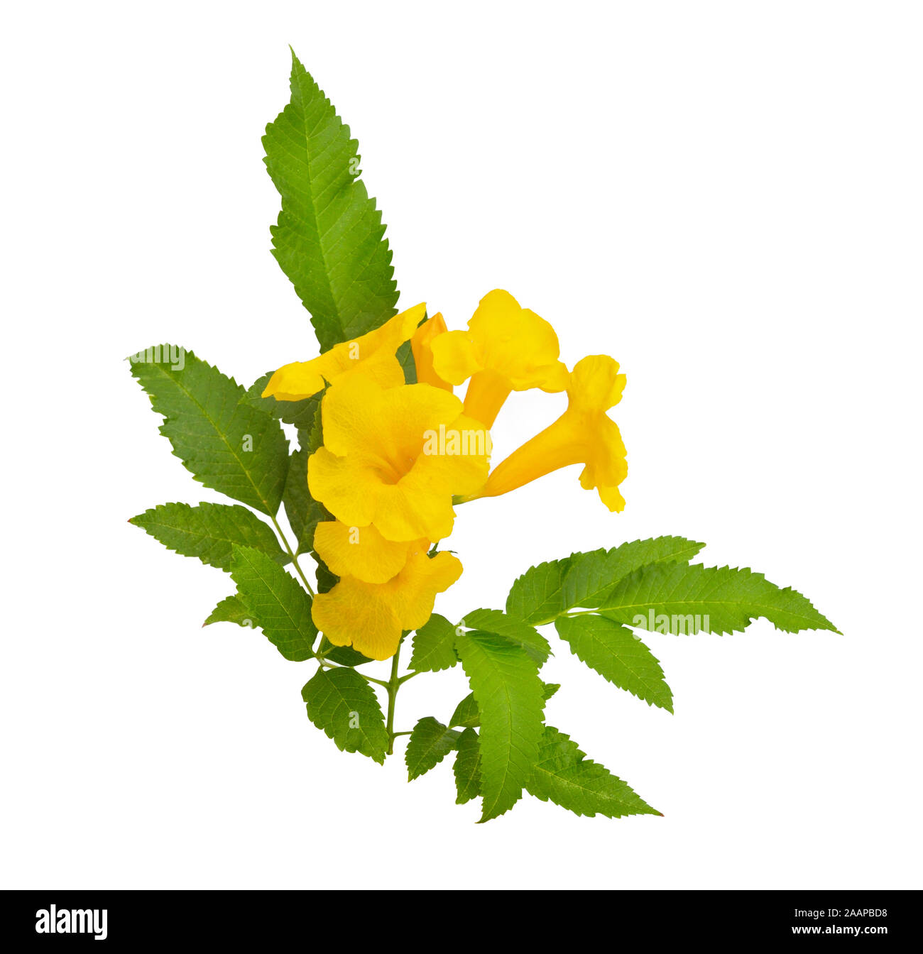 Ginger Thomas Flower Hires Stock Photography And Images, 48 OFF