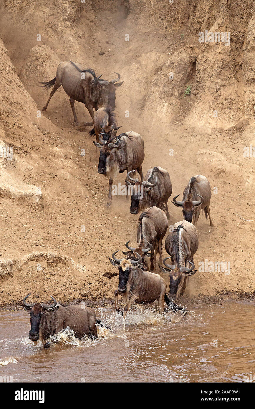 Gnu-Wanderung Stock Photo