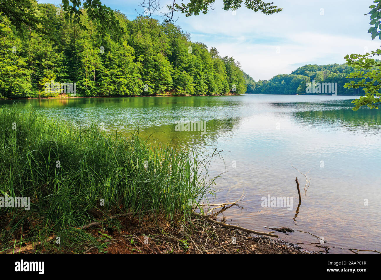 Morske Oko lake among primeval beech forest with grassy shore ...