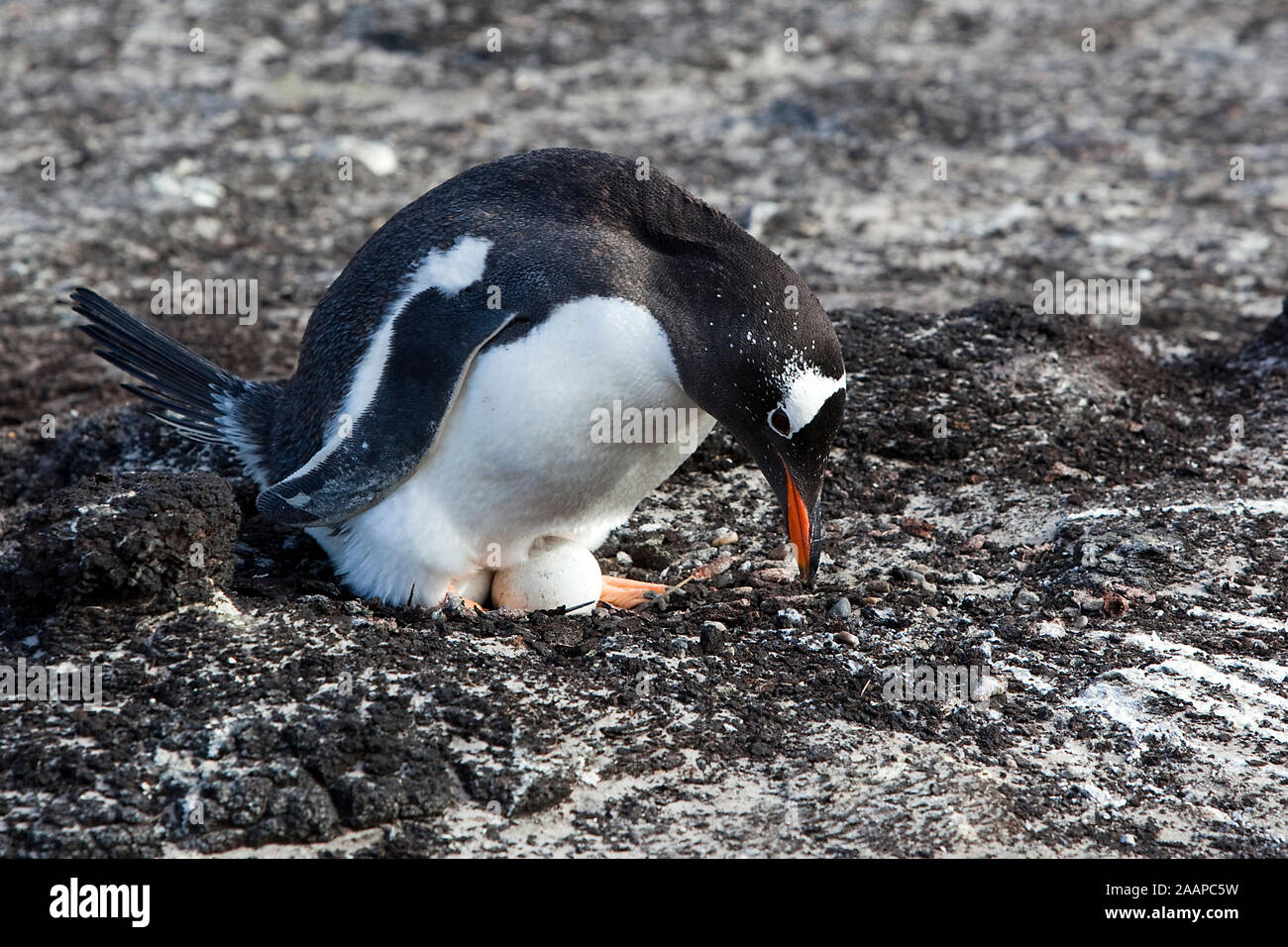 Eselspinguin wendet Eier auf Sounders Island Falkland Stock Photo