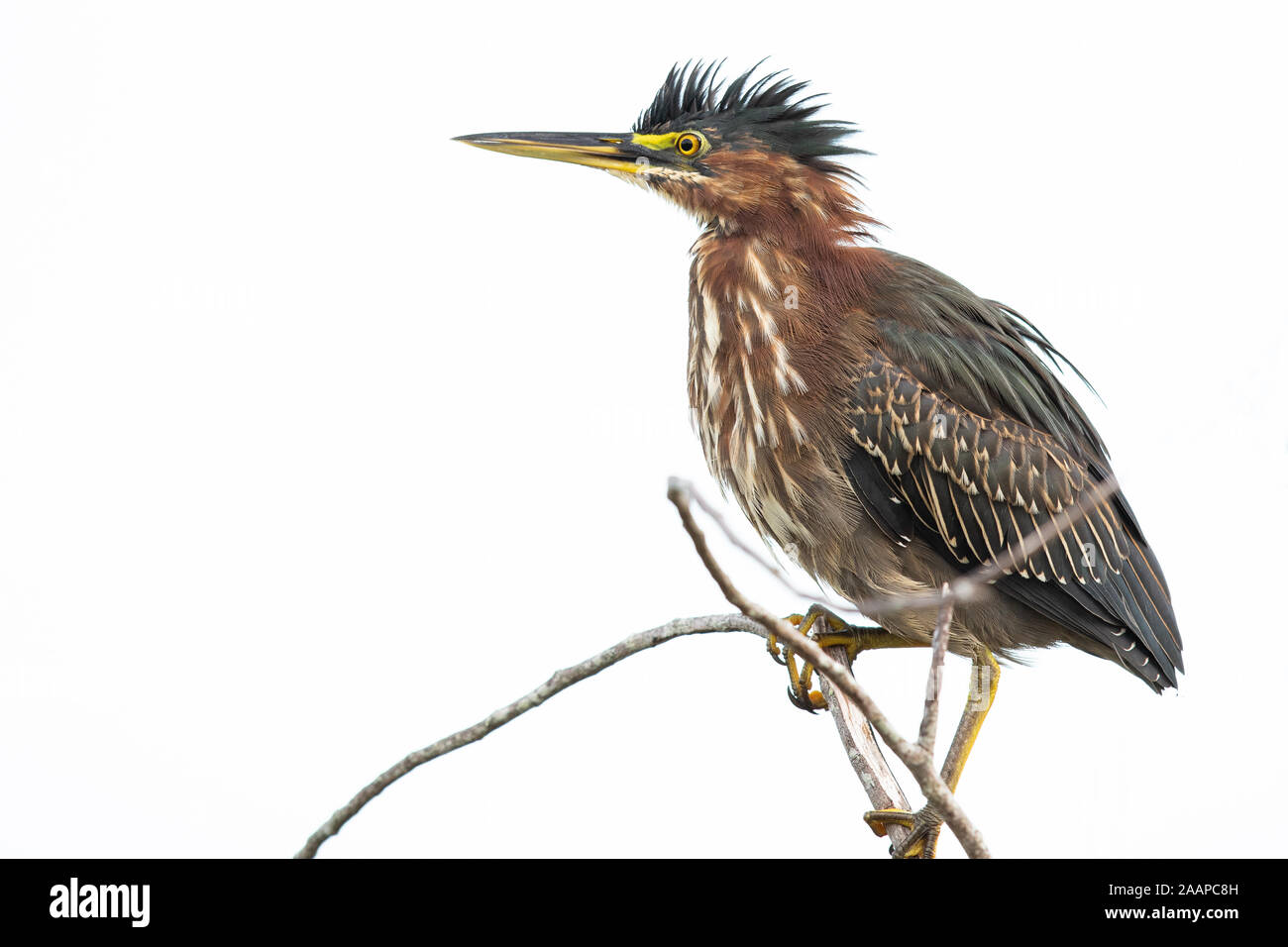 A green heron perched on a branch. Stock Photo