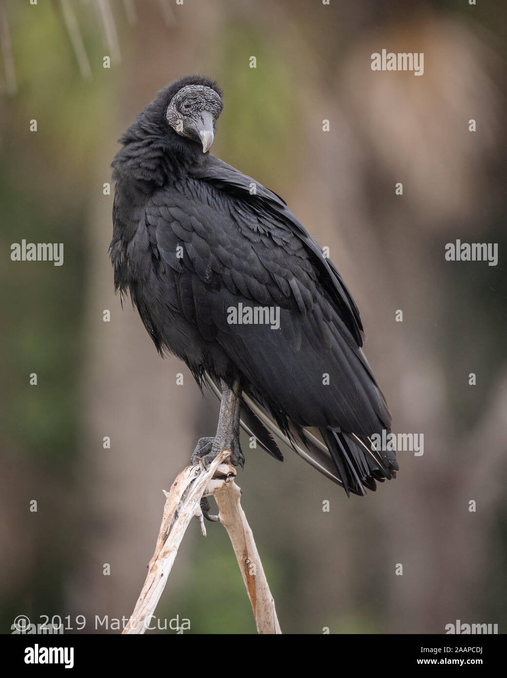 A black vulture perched Stock Photo - Alamy