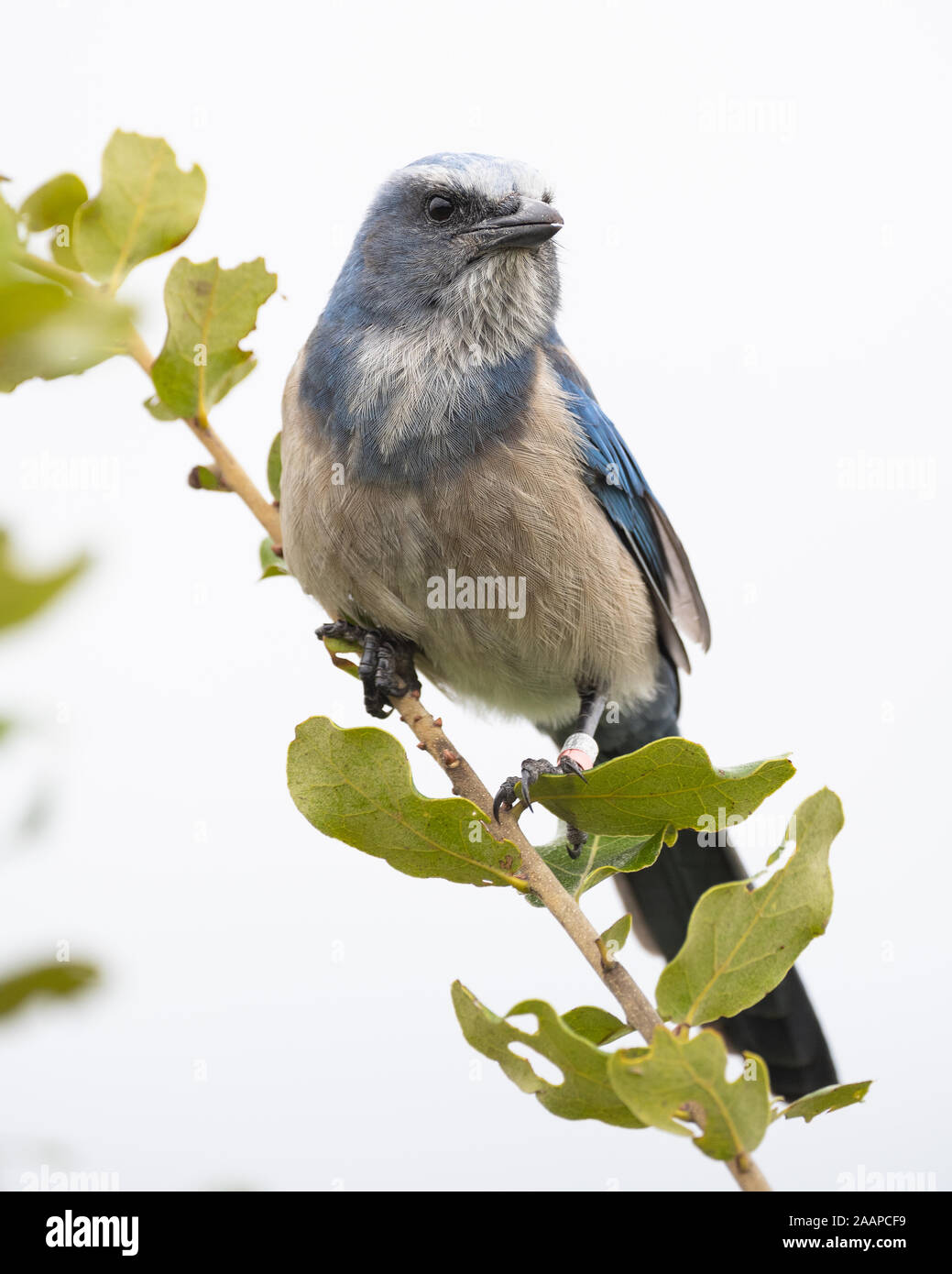 Florida Jay Bird Stock Photo by ©PhotosVac 39260047