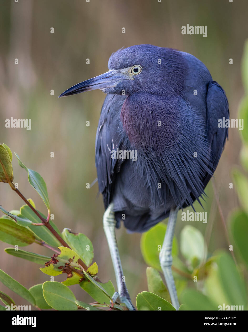 Little Blue Heron Stock Photo