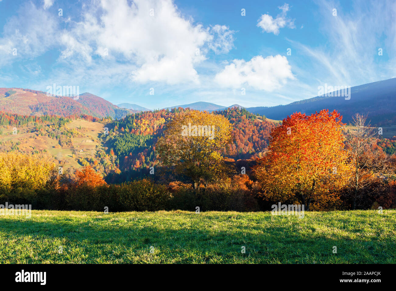 beautiful afternoon autumn scenery in mountains. sunny weather gorgeous sky. amazing nature background with trees in colorful foliage on the green gra Stock Photo