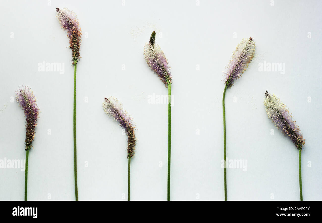 Rhythmic spring hi-res stock photography and images - Alamy
