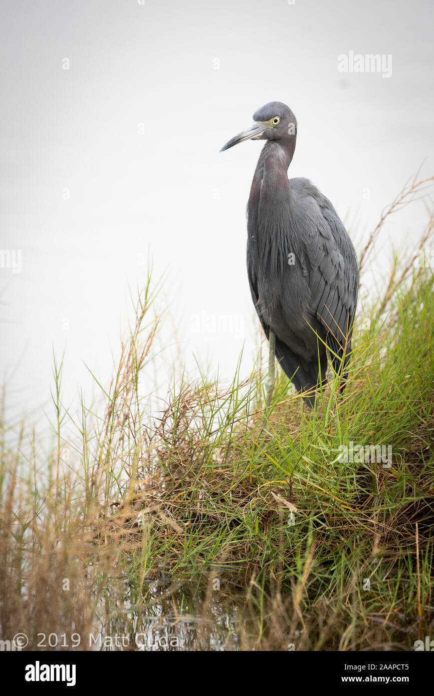 A little blue heron perched along the waters edge Stock Photo