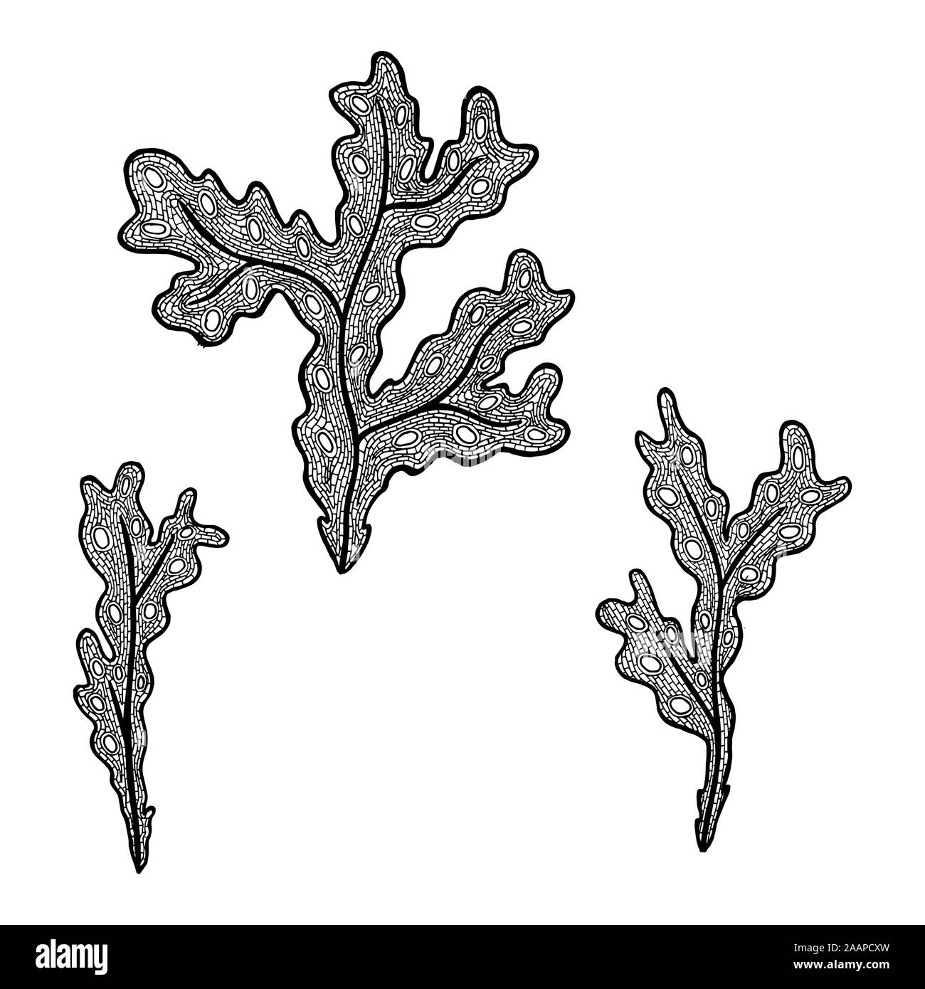 Vector illustration of hand drawn seaweed - Fucus algae. Coloring page book - zendala for relaxation and meditation. Concept for restaurant menu card, Stock Vector