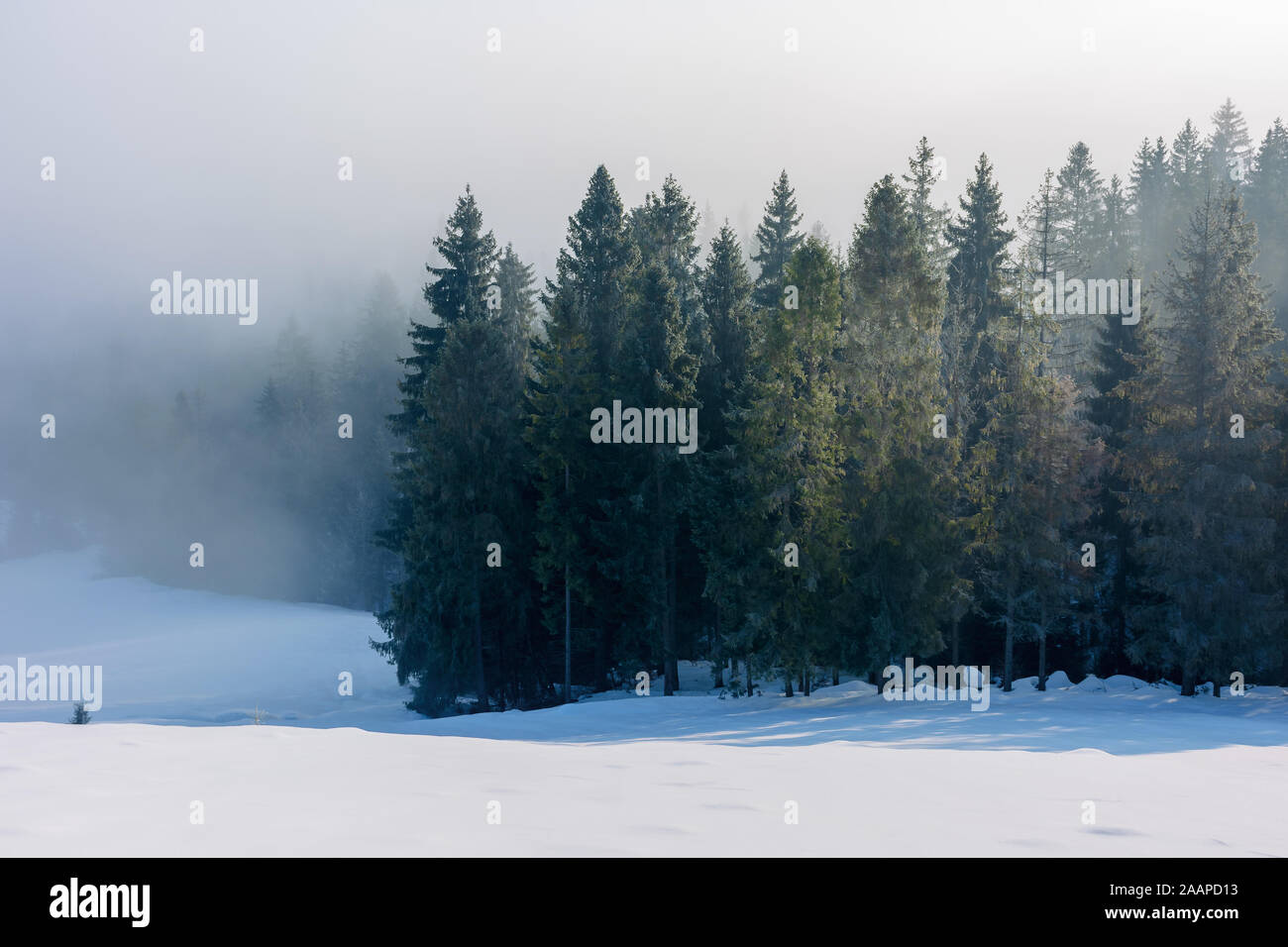 spruce forest in mist and hoarfrost. beautiful nature winter scenery Stock Photo