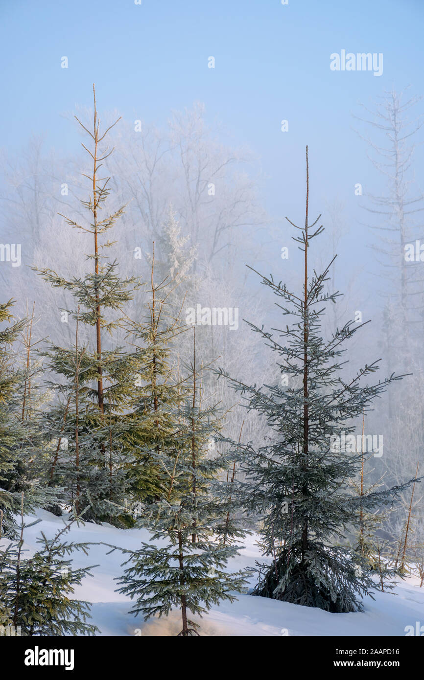 winter forest scenery in misty weather. spruce tree on the snow covered meadow. magical morning light Stock Photo