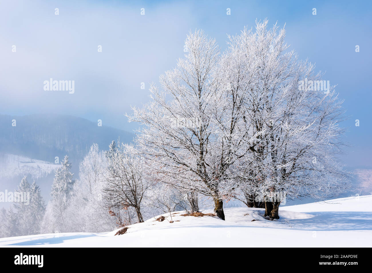 tees in hoarfrost on a snow covered meadow. fantastic winter landscape in mountains on a misty morning weather with blue sky. minimalism concept in fa Stock Photo
