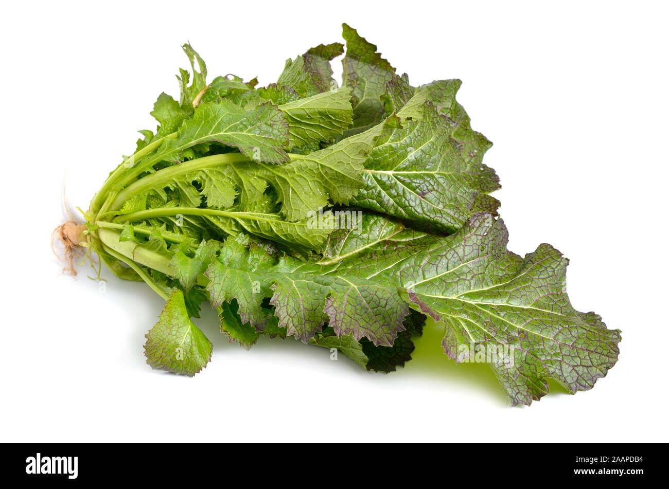 Mustard leaf. Hybrid for salads. Isolated on white background Stock