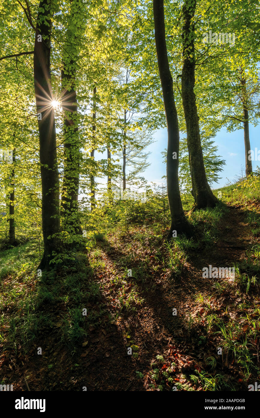 Tall trees sunburst hi-res stock photography and images - Alamy