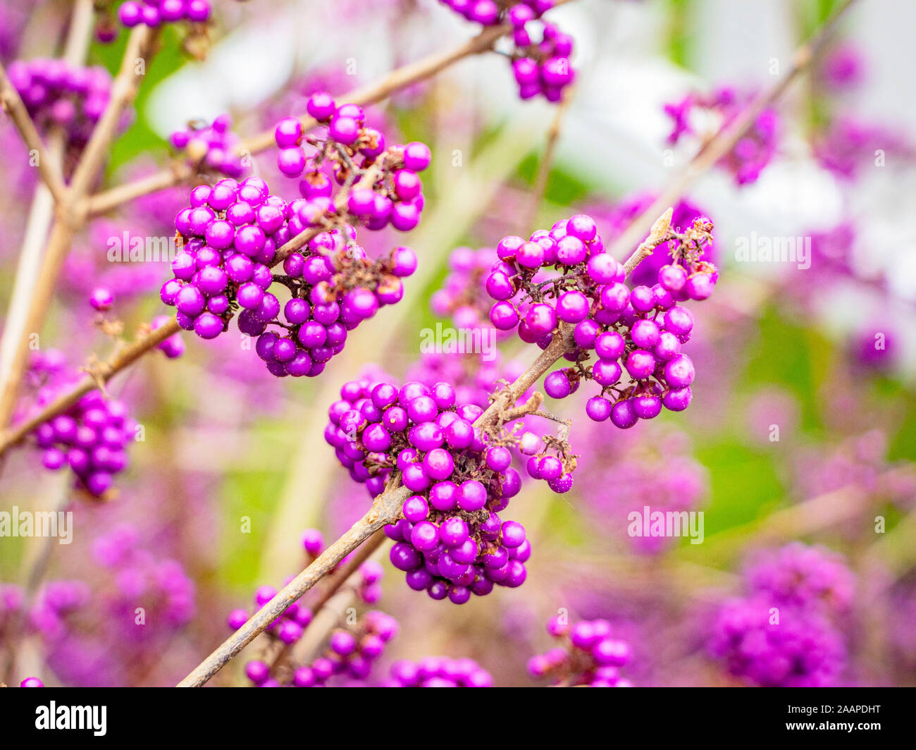 Callicarpa bodinieri var. giraldii 'Profusion' beauty berry purple