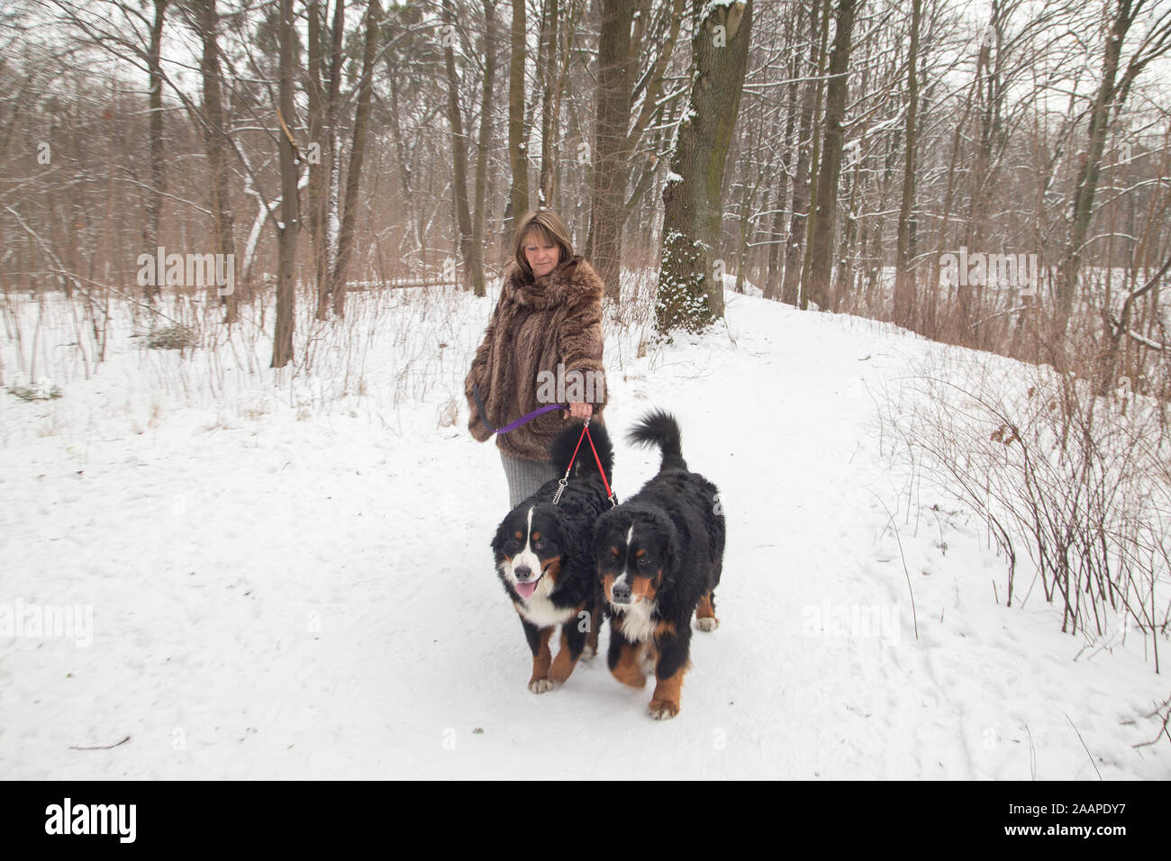 mature woman walks in winter park with two bernese mountain dogs Stock Photo