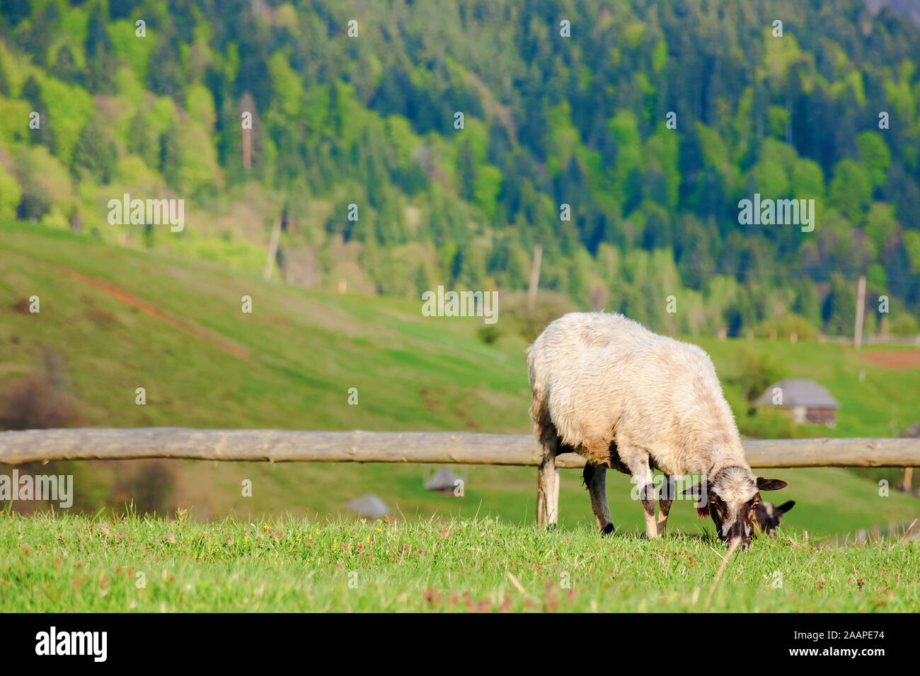 fluffy goat grazing on a mountain meadow.  fresh green grass near the wooden fence. distant ridge with snow capped tops. wonderful rural scenery on a Stock Photo