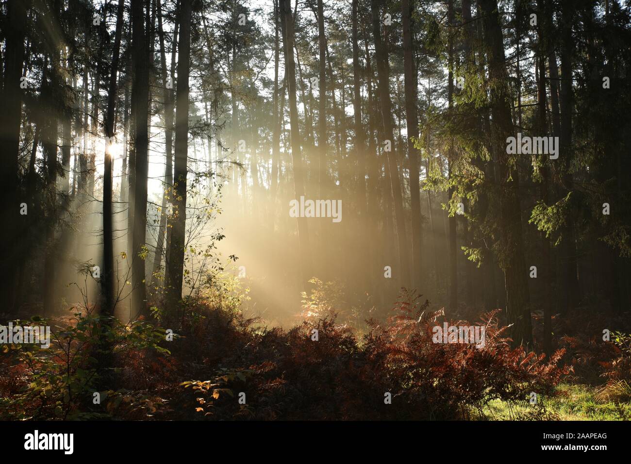 Sunbeams forest hi-res stock photography and images - Alamy
