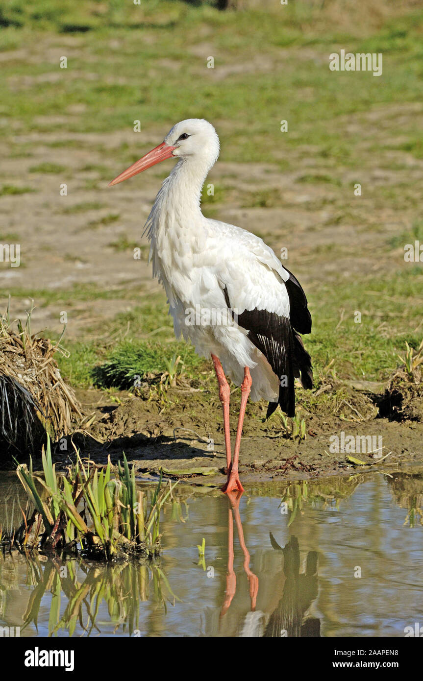 Deutschland April 2005 Stock Photo Alamy