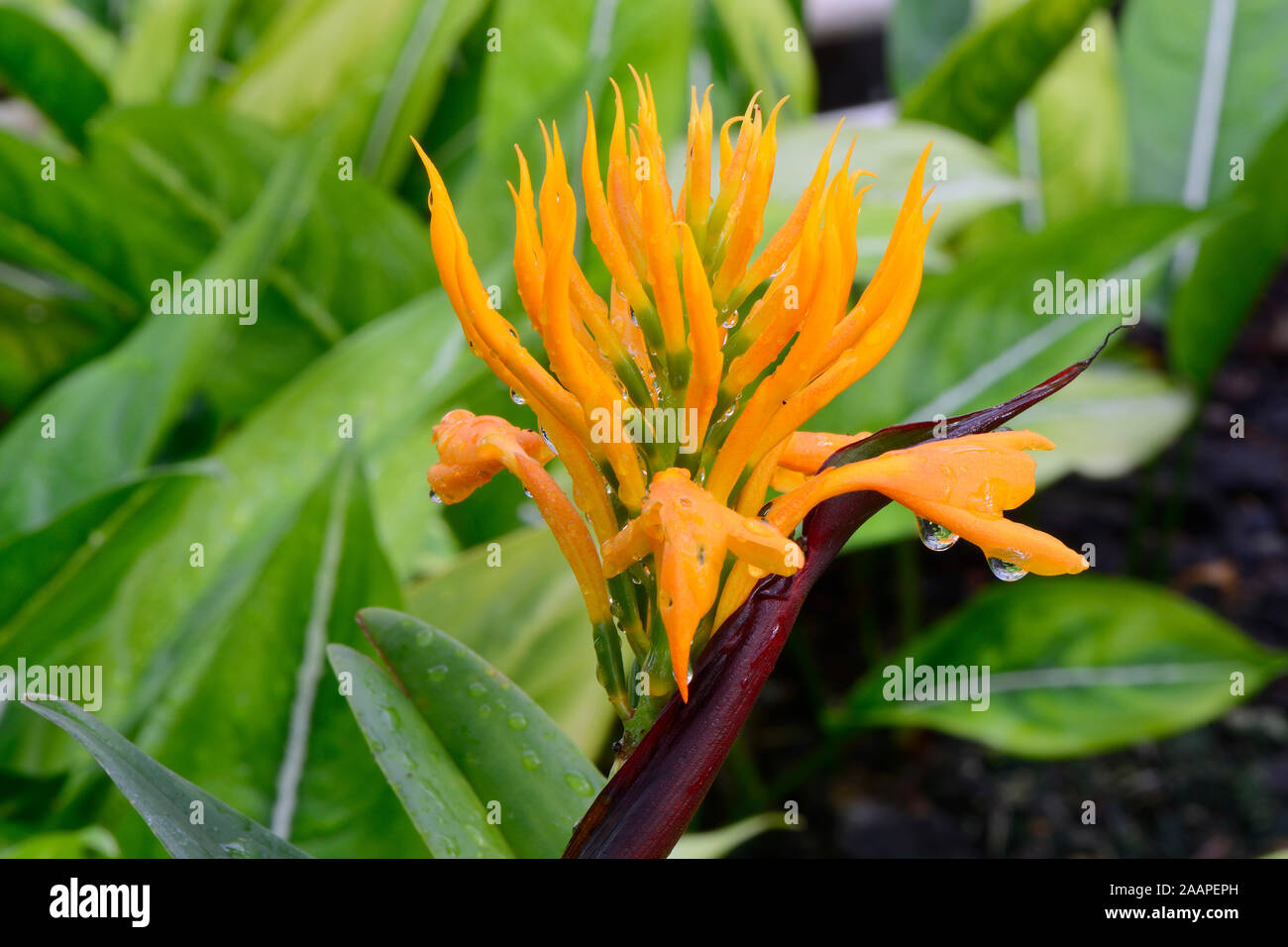 Goldener Busch Ingwer ( Burbidgea schizocheila) Vorkommen Indonesien Stock Photo