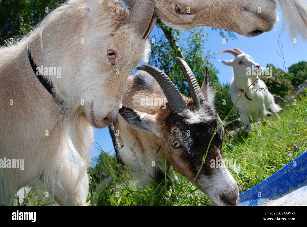 Goats have a playful fight Stock Photo