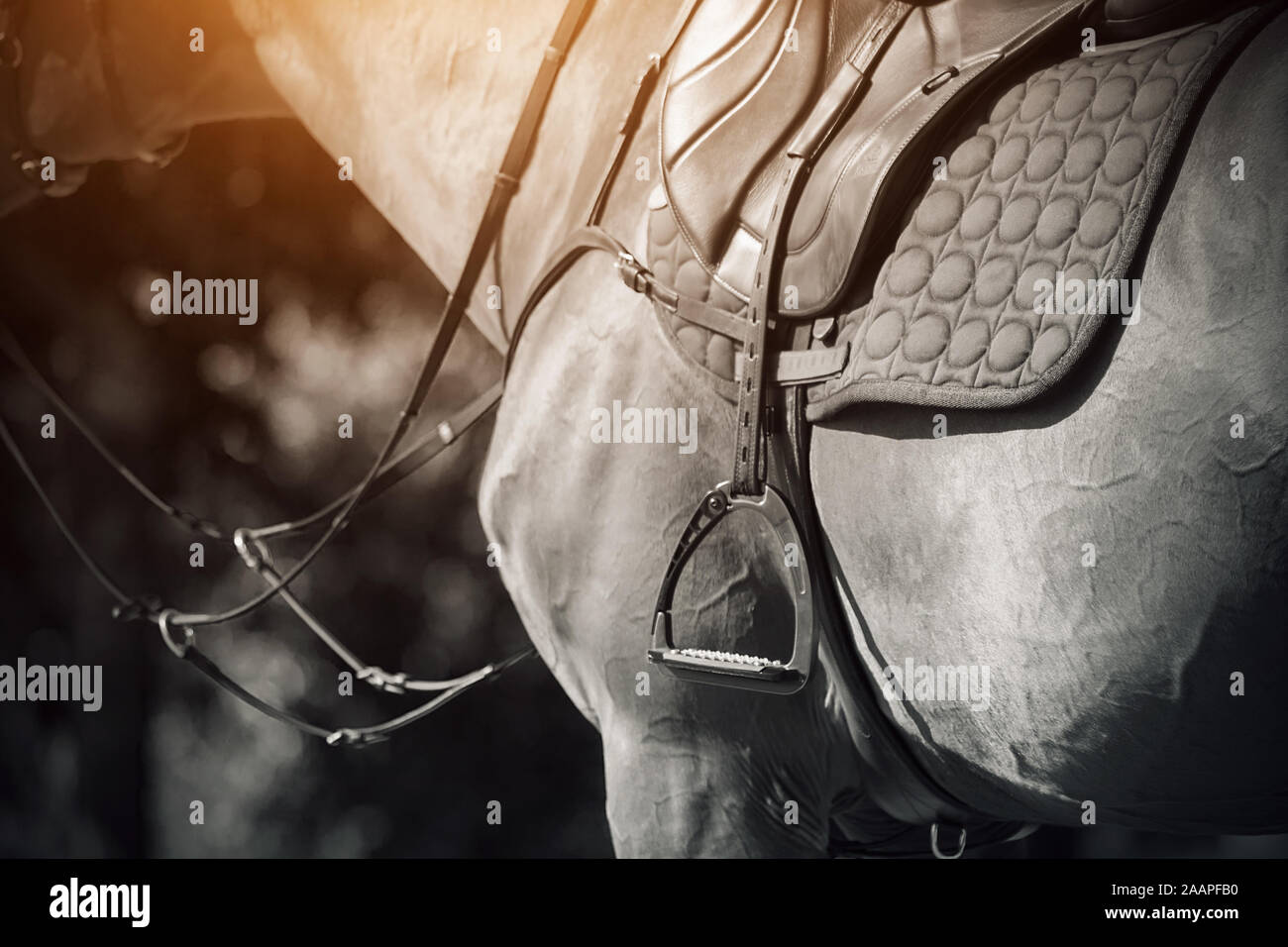 Blackandwhite image of horse ammunitionsaddles, stirrups, bridles