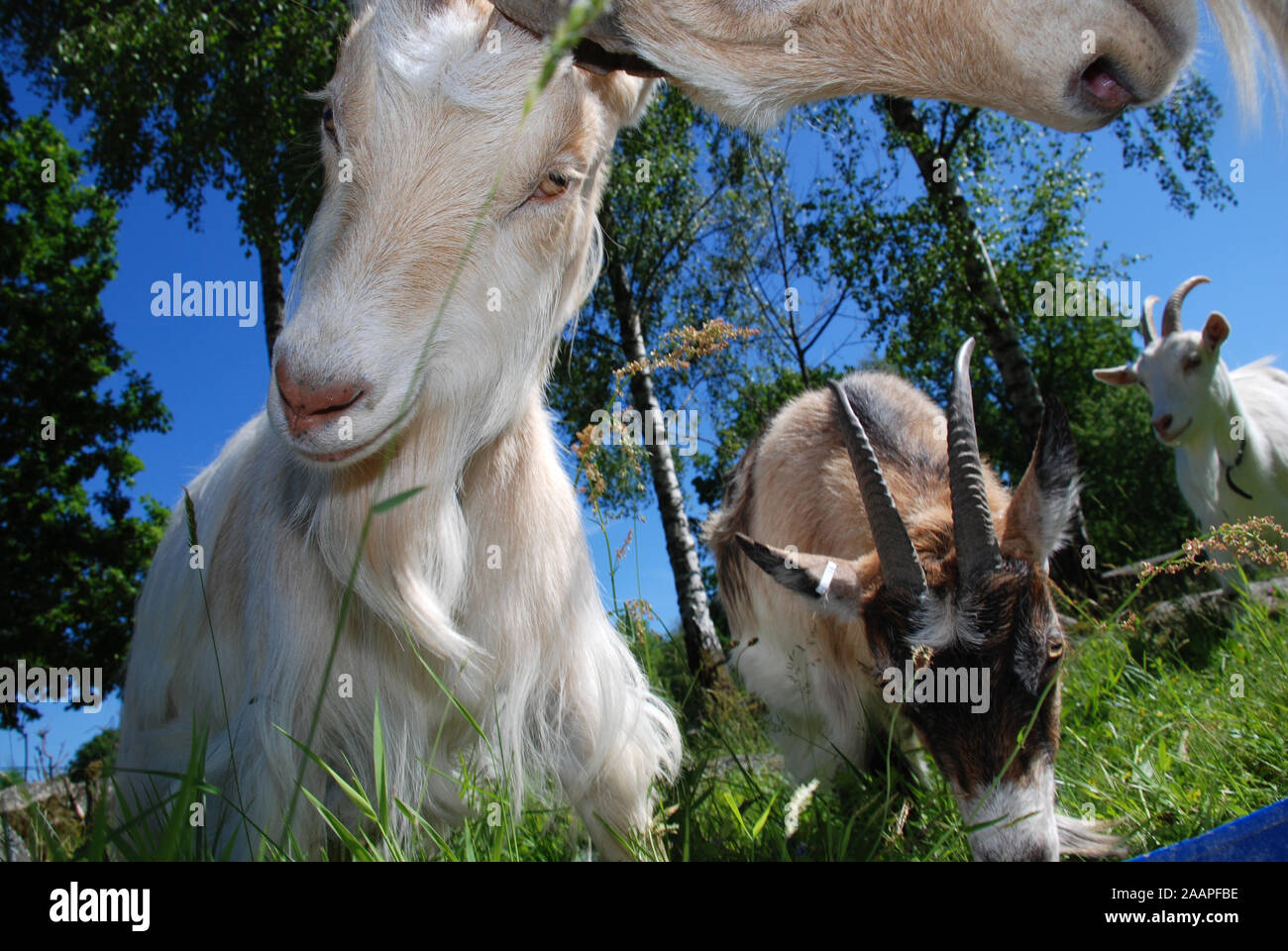 Goats have a playful fight Stock Photo